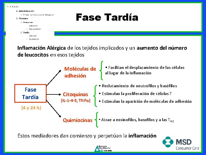 Fase Tardía Inflamación Alérgica de los tejidos implicados y un aumento del número de