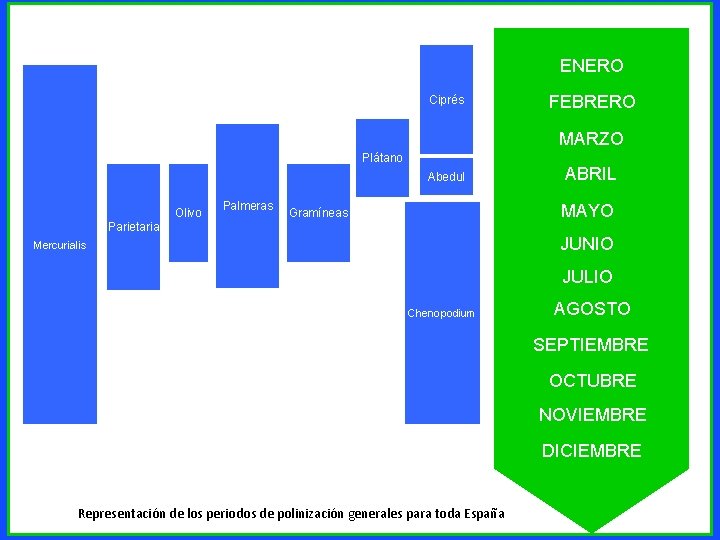 ENERO Ciprés FEBRERO MARZO Plátano Abedul Olivo Palmeras ABRIL MAYO Gramíneas Parietaria JUNIO Mercurialis