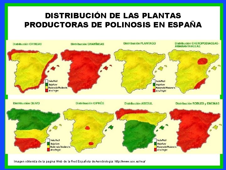 DISTRIBUCIÓN DE LAS PLANTAS PRODUCTORAS DE POLINOSIS EN ESPAÑA Imagen obtenida de la pagina