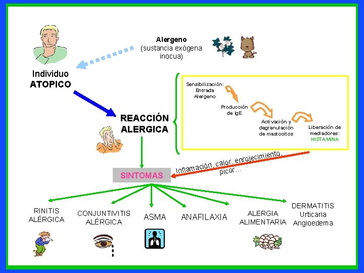 Alergeno (sustancia exógena inocua) Individuo ATOPICO Sensibilización: Entrada Alergeno REACCIÓN ALERGICA SINTOMAS RINITIS ALÉRGICA