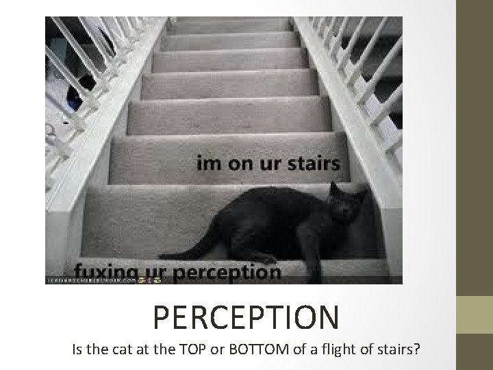 PERCEPTION Is the cat at the TOP or BOTTOM of a flight of stairs?