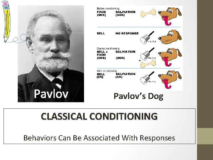 Pavlov’s Dog CLASSICAL CONDITIONING Behaviors Can Be Associated With Responses 