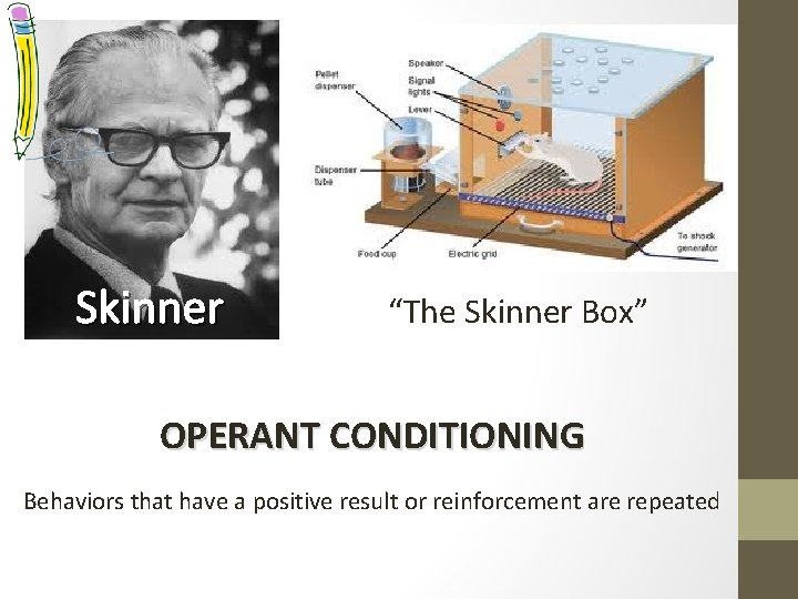 Skinner “The Skinner Box” OPERANT CONDITIONING Behaviors that have a positive result or reinforcement