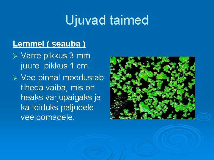 Ujuvad taimed Lemmel ( seauba ) Ø Varre pikkus 3 mm, juure pikkus 1