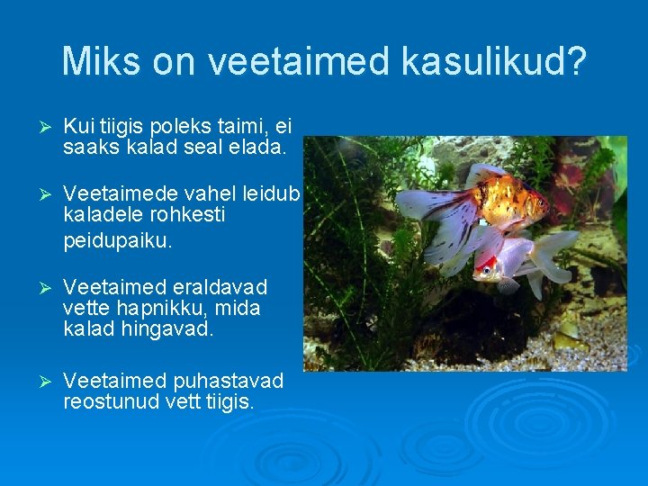 Miks on veetaimed kasulikud? Ø Kui tiigis poleks taimi, ei saaks kalad seal elada.