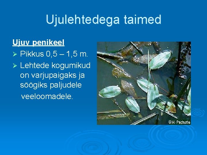 Ujulehtedega taimed Ujuv penikeel Ø Pikkus 0, 5 – 1, 5 m. Ø Lehtede