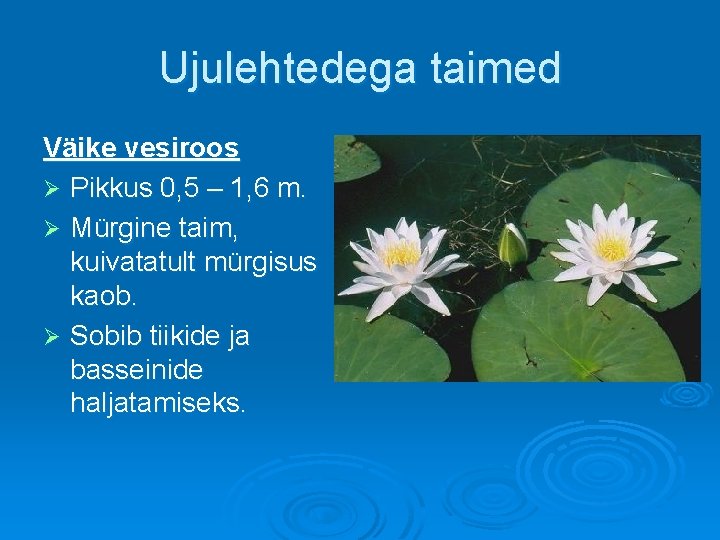 Ujulehtedega taimed Väike vesiroos Ø Pikkus 0, 5 – 1, 6 m. Ø Mürgine