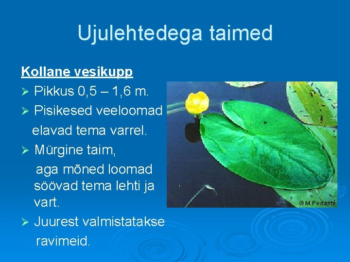 Ujulehtedega taimed Kollane vesikupp Ø Pikkus 0, 5 – 1, 6 m. Ø Pisikesed