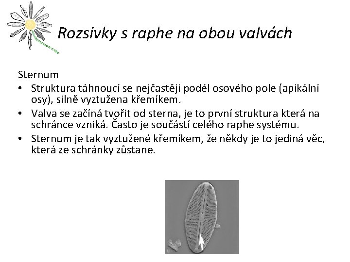 Rozsivky s raphe na obou valvách Sternum • Struktura táhnoucí se nejčastěji podél osového