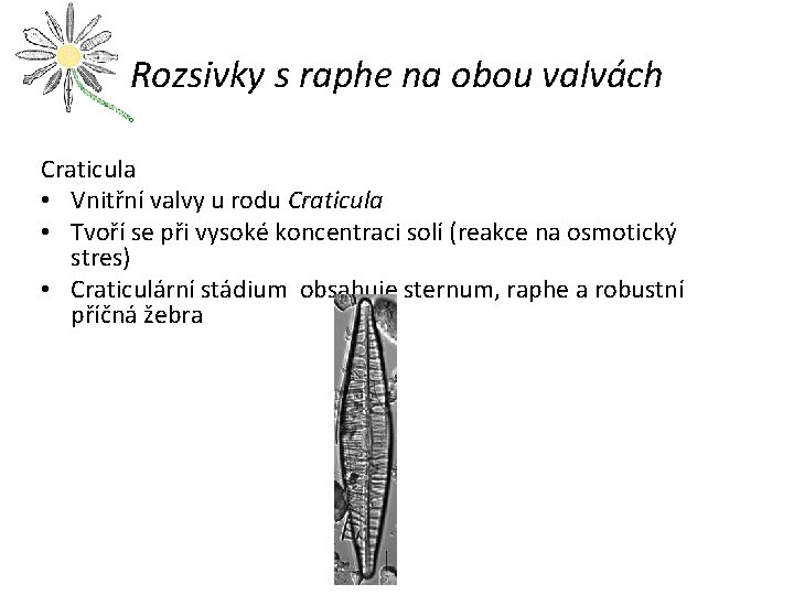 Rozsivky s raphe na obou valvách Craticula • Vnitřní valvy u rodu Craticula •