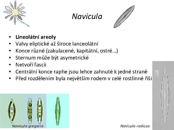 Navicula • • Lineolátní areoly Valvy eliptické až široce lanceolátní Konce různé (zakulacené, kapitátní,