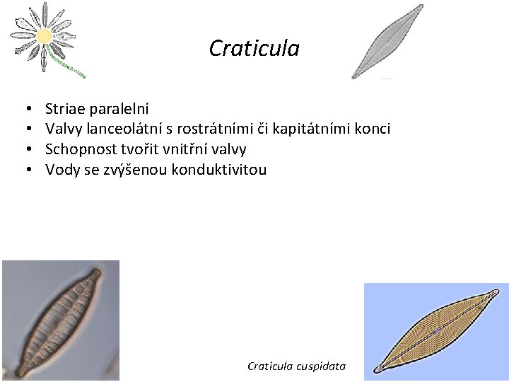 Craticula • • Striae paralelní Valvy lanceolátní s rostrátními či kapitátními konci Schopnost tvořit