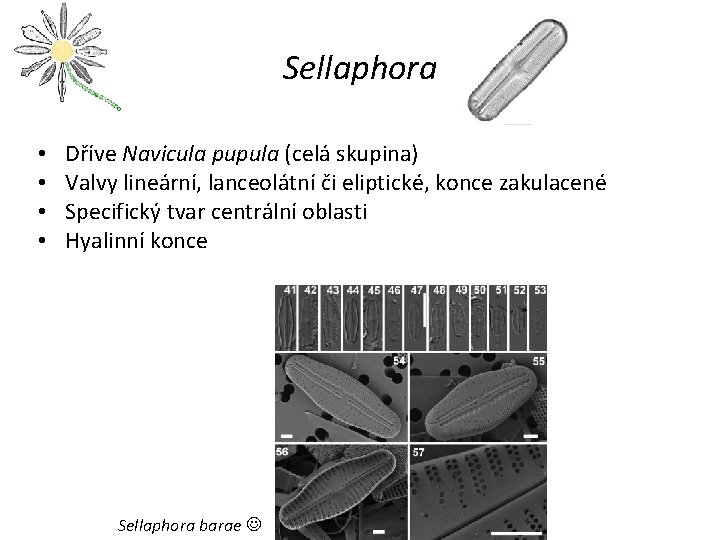 Sellaphora • • Dříve Navicula pupula (celá skupina) Valvy lineární, lanceolátní či eliptické, konce