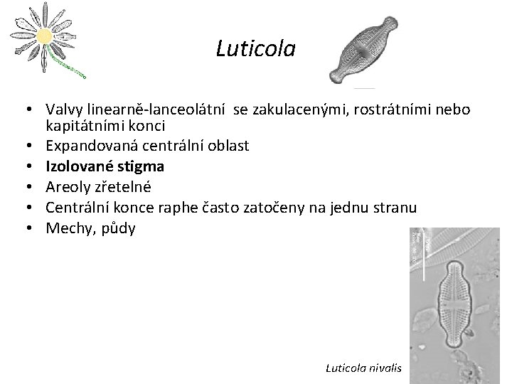 Luticola • Valvy linearně-lanceolátní se zakulacenými, rostrátními nebo kapitátními konci • Expandovaná centrální oblast
