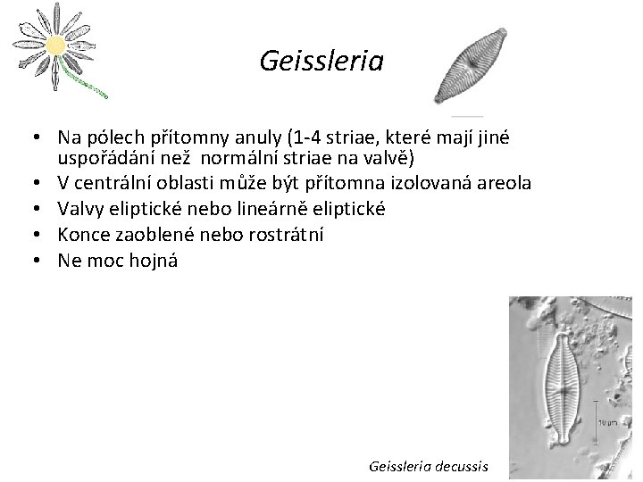 Geissleria • Na pólech přítomny anuly (1 -4 striae, které mají jiné uspořádání než