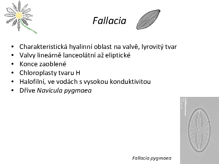 Fallacia • • • Charakteristická hyalinní oblast na valvě, lyrovitý tvar Valvy lineárně lanceolátní