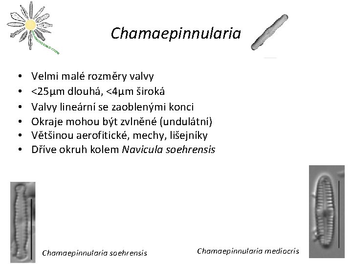 Chamaepinnularia • • • Velmi malé rozměry valvy <25µm dlouhá, <4µm široká Valvy lineární
