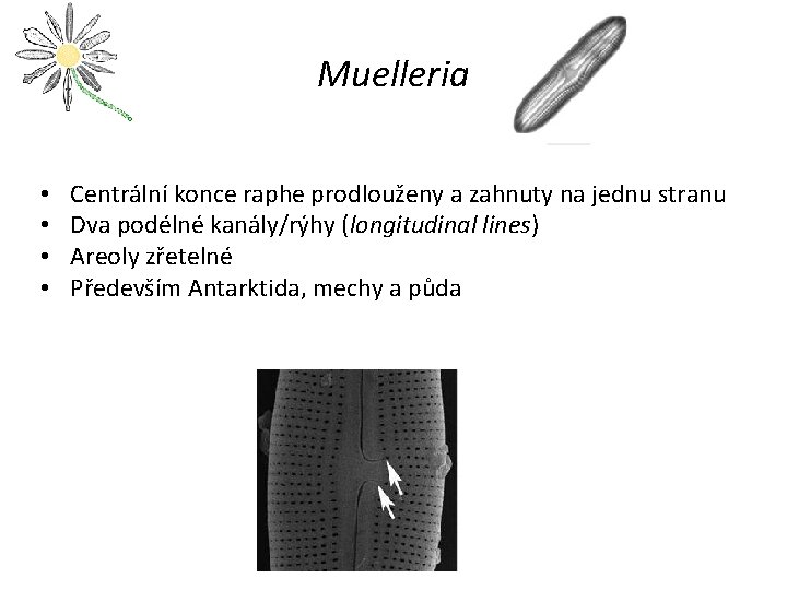 Muelleria • • Centrální konce raphe prodlouženy a zahnuty na jednu stranu Dva podélné