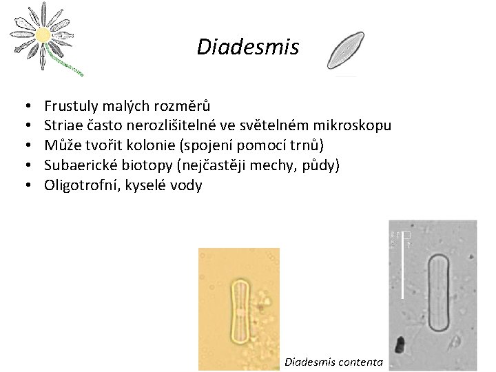 Diadesmis • • • Frustuly malých rozměrů Striae často nerozlišitelné ve světelném mikroskopu Může