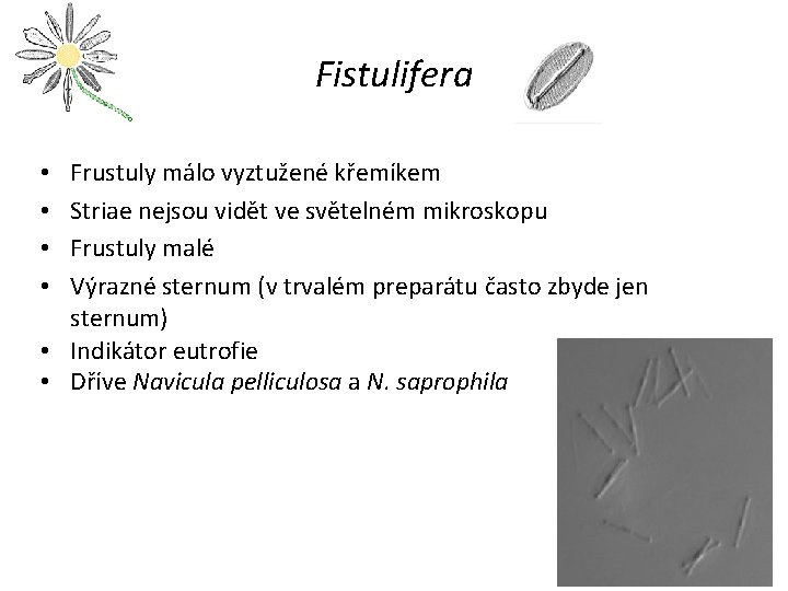 Fistulifera Frustuly málo vyztužené křemíkem Striae nejsou vidět ve světelném mikroskopu Frustuly malé Výrazné