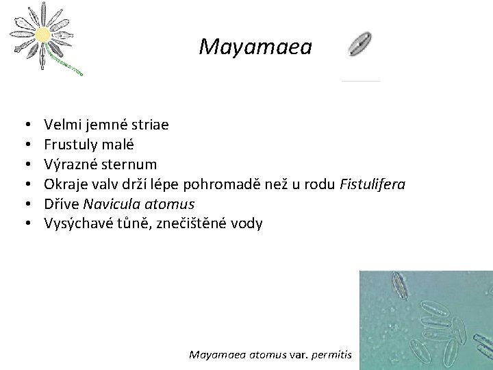 Mayamaea • • • Velmi jemné striae Frustuly malé Výrazné sternum Okraje valv drží