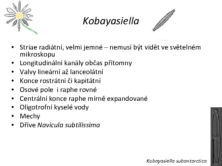 Kobayasiella • Striae radiátní, velmi jemné – nemusí být vidět ve světelném mikroskopu •