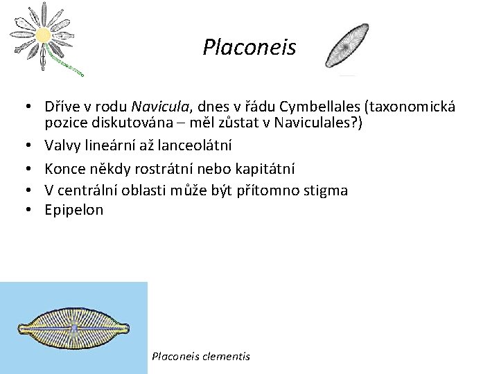 Placoneis • Dříve v rodu Navicula, dnes v řádu Cymbellales (taxonomická pozice diskutována –