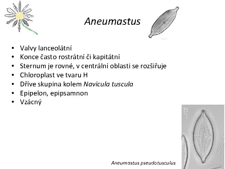 Aneumastus • • Valvy lanceolátní Konce často rostrátní či kapitátní Sternum je rovné, v