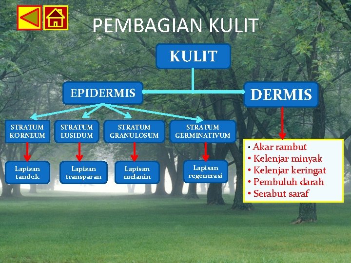 PEMBAGIAN KULIT DERMIS EPIDERMIS STRATUM KORNEUM STRATUM LUSIDUM STRATUM GRANULOSUM STRATUM GERMINATIVUM • Akar