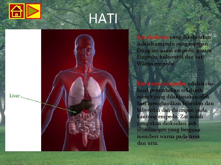 HATI Zat ekskresi yang dikeluarkan Adalah empedu yang mengan Dung air, asam empedu, garam