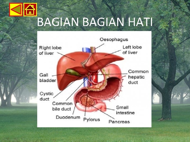 BAGIAN HATI 