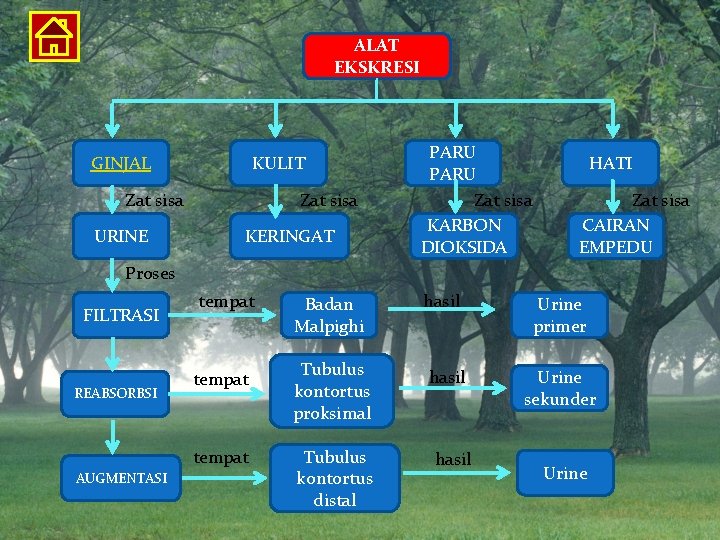 ALAT EKSKRESI GINJAL KULIT Zat sisa URINE Zat sisa KERINGAT PARU Zat sisa KARBON