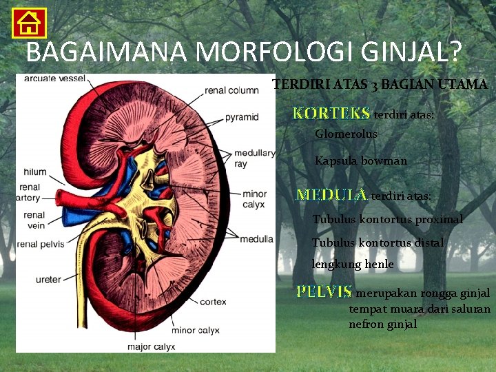 BAGAIMANA MORFOLOGI GINJAL? TERDIRI ATAS 3 BAGIAN UTAMA KORTEKS terdiri atas: Glomerolus Kapsula bowman