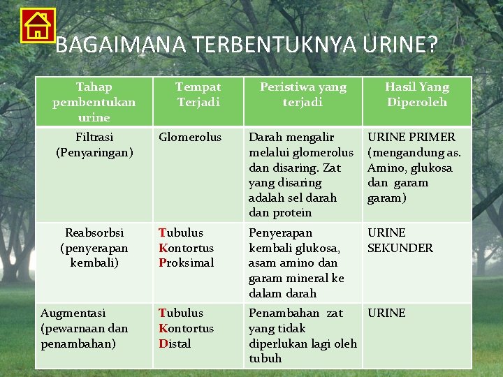 BAGAIMANA TERBENTUKNYA URINE? Tahap pembentukan urine Tempat Terjadi Peristiwa yang terjadi Hasil Yang Diperoleh