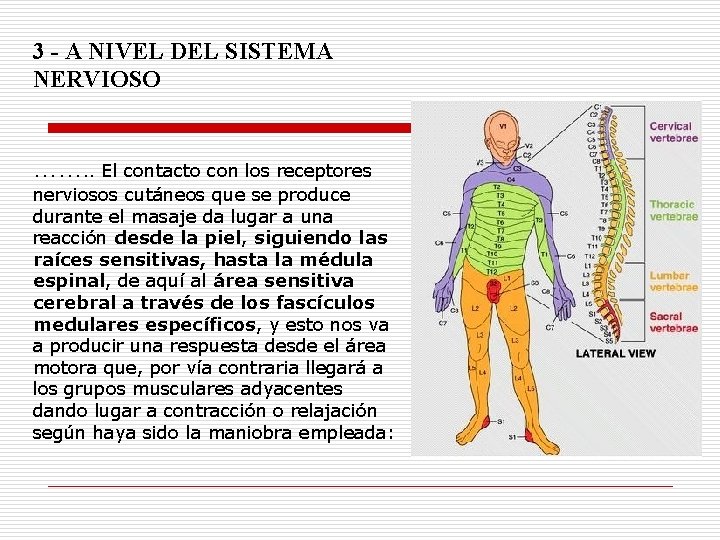 3 - A NIVEL DEL SISTEMA NERVIOSO ……. . El contacto con los receptores