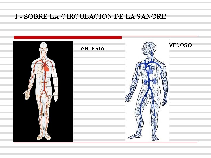 1 - SOBRE LA CIRCULACIÓN DE LA SANGRE ARTERIAL VENOSO 