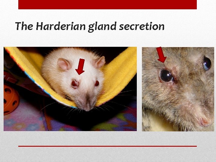 The Harderian gland secretion 