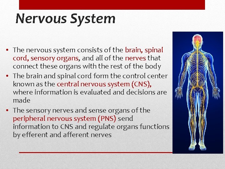 Nervous System • The nervous system consists of the brain, spinal cord, sensory organs, Nervous System • The nervous system consists of the brain, spinal cord, sensory organs,