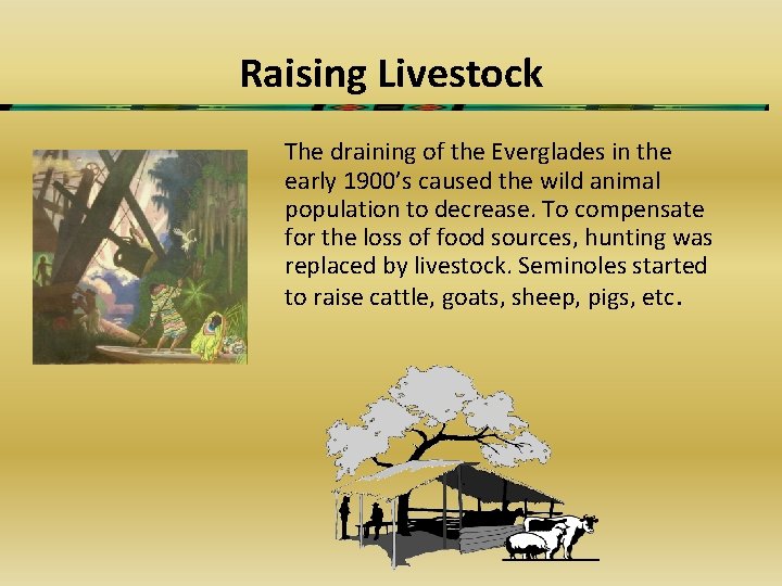 Raising Livestock The draining of the Everglades in the early 1900’s caused the wild
