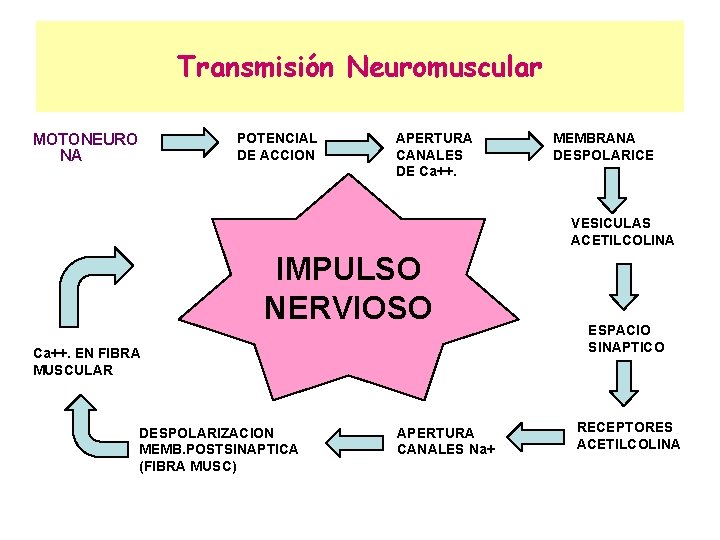 Transmisión Neuromuscular POTENCIAL DE ACCION MOTONEURO NA APERTURA CANALES DE Ca++. MEMBRANA DESPOLARICE VESICULAS