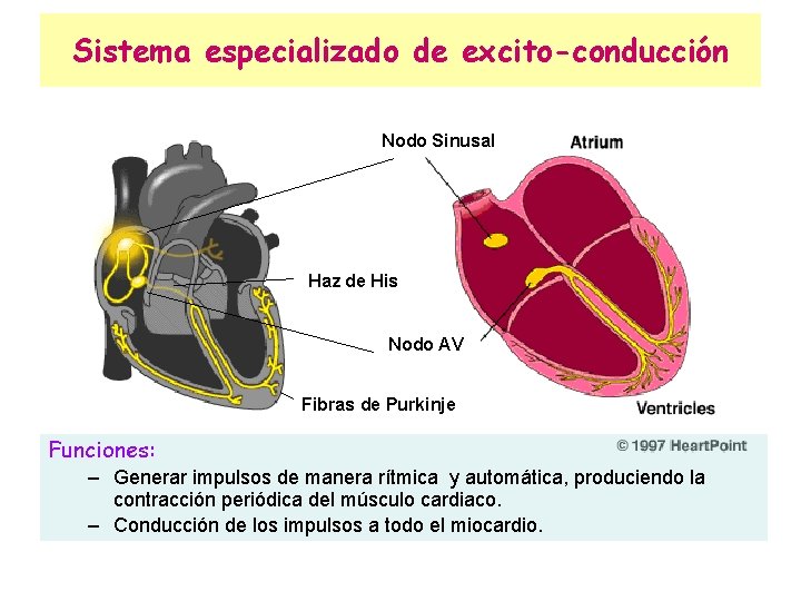 Sistema especializado de excito-conducción Nodo Sinusal Haz de His Nodo AV Fibras de Purkinje