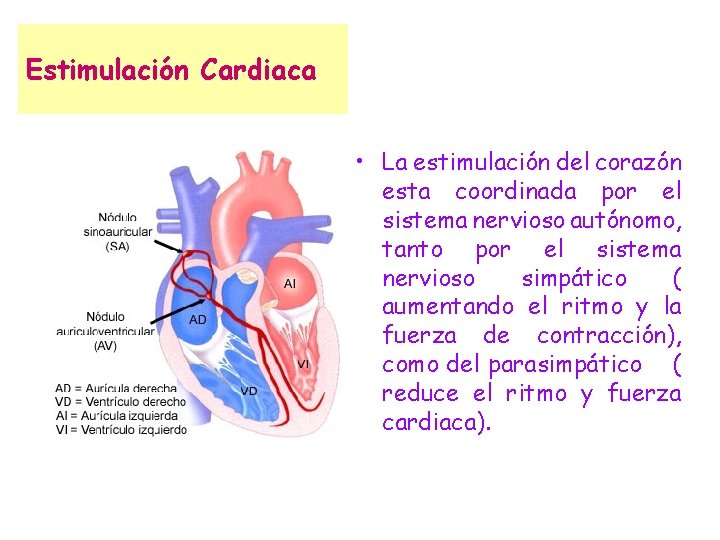 Estimulación Cardiaca • La estimulación del corazón esta coordinada por el sistema nervioso autónomo,