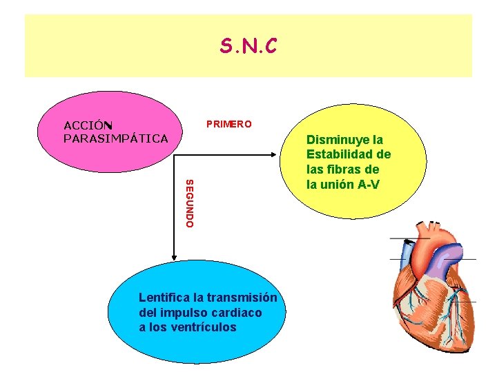 S. N. C ACCIÓN PARASIMPÁTICA PRIMERO SEGUNDO Lentifica la transmisión del impulso cardiaco a