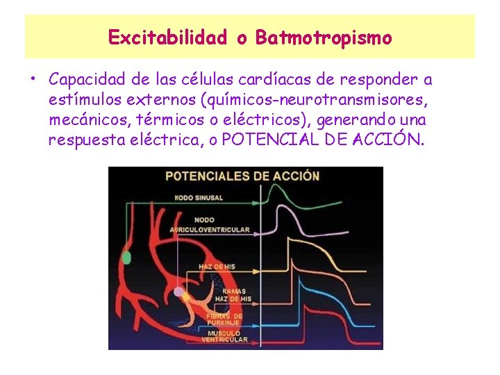 Excitabilidad o Batmotropismo • Capacidad de las células cardíacas de responder a estímulos externos