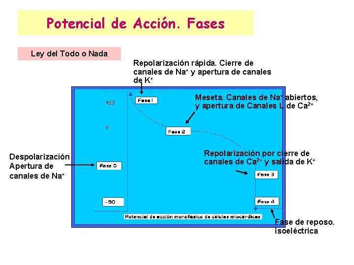 Potencial de Acción. Fases Ley del Todo o Nada Repolarización rápida. Cierre de canales