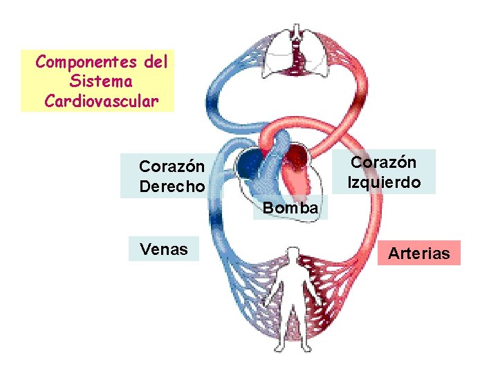 Componentes del Sistema Cardiovascular Corazón Izquierdo Corazón Derecho Bomba Venas Arterias 