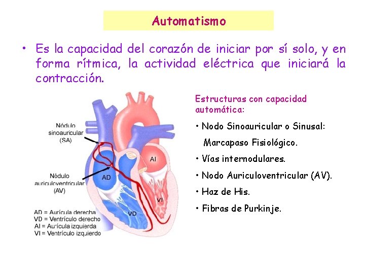 Automatismo • Es la capacidad del corazón de iniciar por sí solo, y en