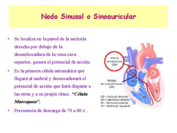 Nodo Sinusal o Sinoauricular • Se localiza en la pared de la aurícula derecha