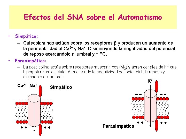 Efectos del SNA sobre el Automatismo • • Simpático: – Catecolaminas actúan sobre los