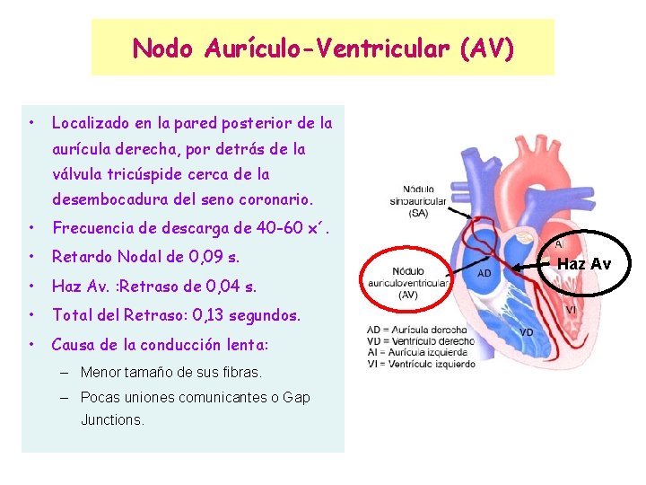 Nodo Aurículo-Ventricular (AV) • Localizado en la pared posterior de la aurícula derecha, por